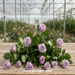 گل رز هلندی یاسی